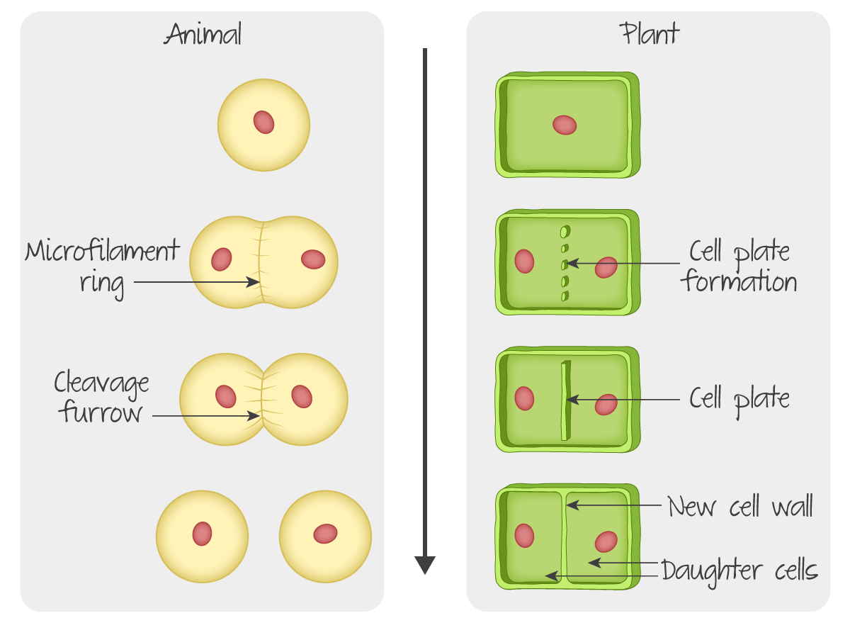 cell-biology-dp-biology-ib-recap